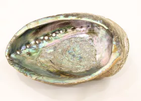 abalone shell