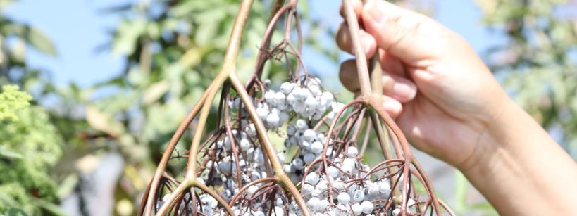 persons hand holding a branch with white berries