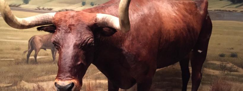 taxidermy Texas longhorn