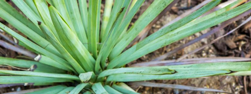 Yucca Plant