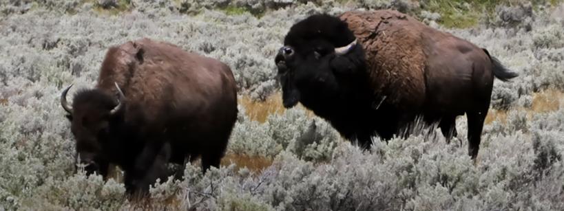 Two Bison in a field