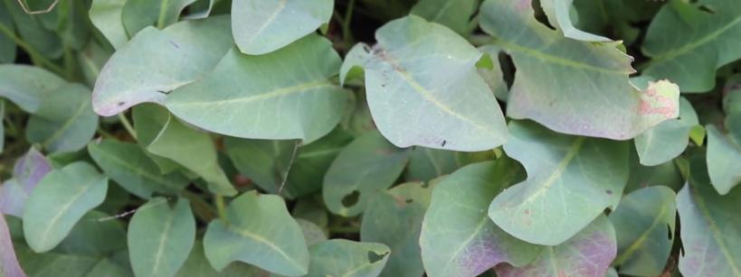 Yerba Mansa plant