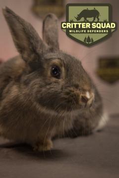 A close-up of a brown rabbit with large ears, sitting indoors. In the background, a "Critter Squad Wildlife Defenders" logo featuring an animal silhouette and trees is visible.