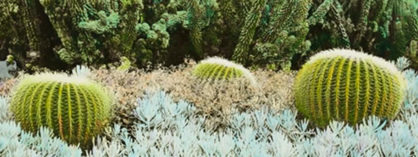 three barrel cactuses surrounded by a succulent ground cover