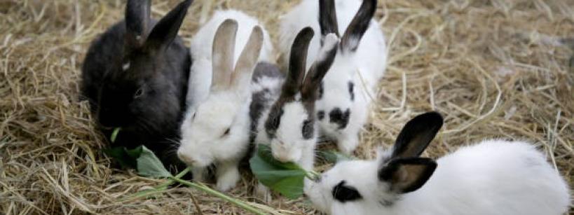 Five rabbits, with various black and white fur patterns, sit on straw and eat green leafy vegetables together.